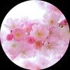 cherrybloomtea